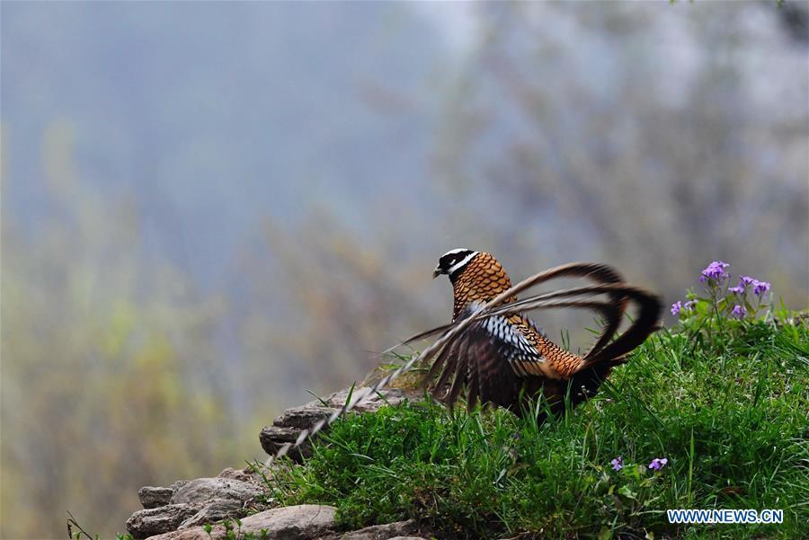 A Reeves\'s pheasant (Syrmaticus reevesii) looks for food on a mountain slope in Guangshui, central China\'s Hubei Province, March 29, 2019. The Reeves\'s pheasant, a bird endemic to China, is a species in the list of the country\'s Class-II protected species. (Xinhua/Mei Yongcun)