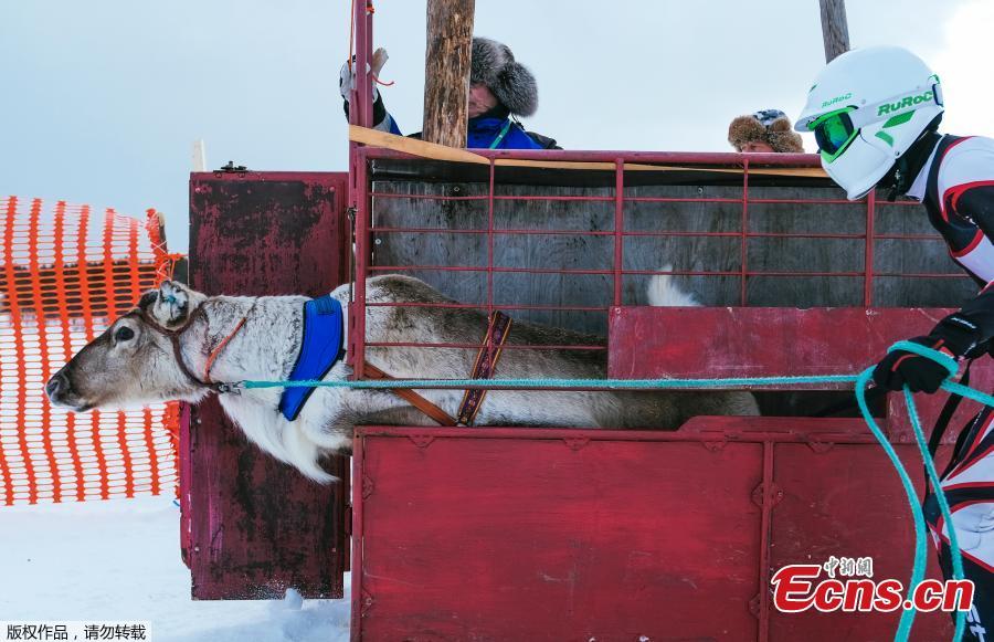 <?php echo strip_tags(addslashes(A reindeer bolts out of the starting box with the jockey (R) at the ready at the start of the 1 km ice track of the final in the BRP Poro cup reindeer race on a lake in Inari, northern Finland, March 31, 2019. The competition is a six-stage championship run in the north of Finland during the winter months since 1950. Competitors race on skis pulled by a reindeer on a 1000 meter u-shaped track on the snow. (Photo/Agencies))) ?>