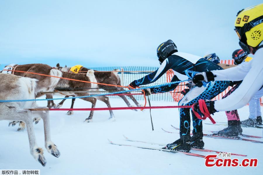 Reindeers and their jockeys are seen as they approach the finish line on the 1 km ice track of the final in the BRP Poro cup reindeer race on a lake in Inari, northern Finland, March 31, 2019. The competition is a six-stage championship run in the north of Finland during the winter months since 1950. Competitors race on skis pulled by a reindeer on a 1000 meter u-shaped track on the snow. (Photo/Agencies)