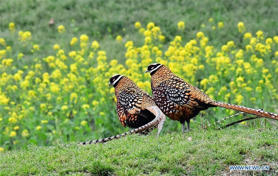 Two Reeves\'s pheasant (Syrmaticus reevesii) look for food on a mountain slope in Guangshui, central China\'s Hubei Province, March 29, 2019. The Reeves\'s pheasant, a bird endemic to China, is a species in the list of the country\'s Class-II protected species. (Xinhua/Mei Yongcun)