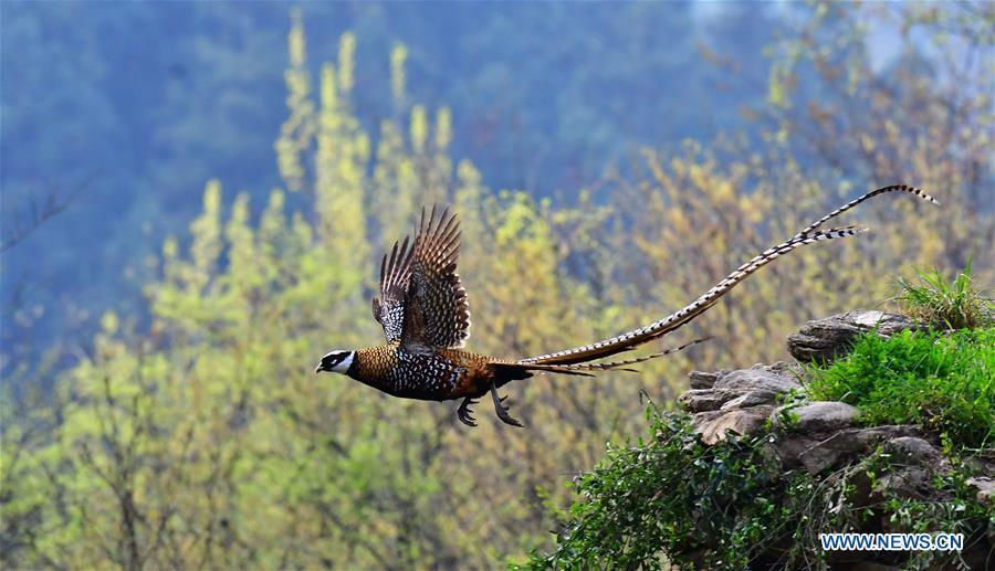 A Reeves\'s pheasant (Syrmaticus reevesii) hovers over a mountain slope in Guangshui, central China\'s Hubei Province, March 28, 2019. The Reeves\'s pheasant, a bird endemic to China, is a species in the list of the country\'s Class-II protected species. (Xinhua/Mei Yongcun)