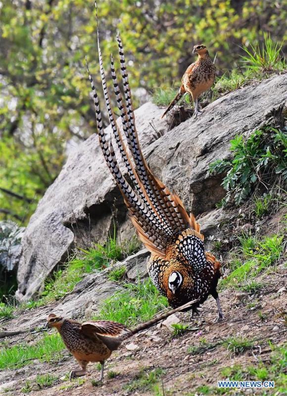 Reeves\'s pheasants (Syrmaticus reevesii) frolic and look for food on a mountain slope in Guangshui, central China\'s Hubei Province, March 28, 2019. The Reeves\'s pheasant, a bird endemic to China, is a species in the list of the country\'s Class-II protected species. (Xinhua/Mei Yongcun)