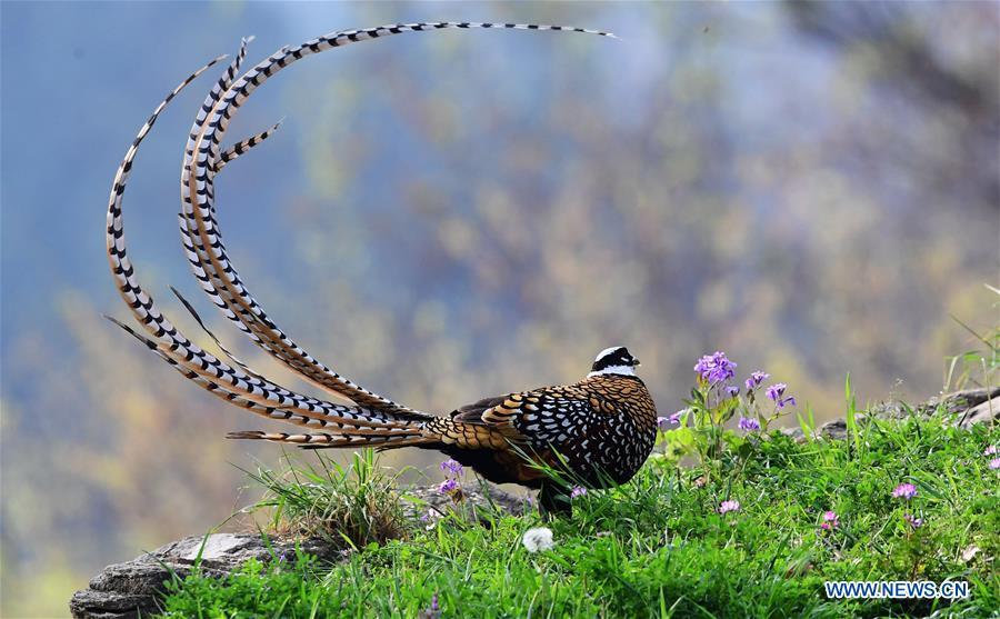 A Reeves\'s pheasant (Syrmaticus reevesii) looks for food on a mountain slope in Guangshui, central China\'s Hubei Province, March 28, 2019. The Reeves\'s pheasant, a bird endemic to China, is a species in the list of the country\'s Class-II protected species. (Xinhua/Mei Yongcun)