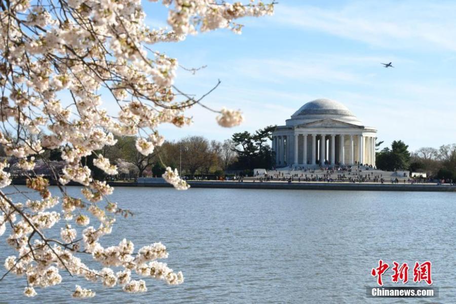 <?php echo strip_tags(addslashes(Cherry blossoms are seen around the Tidal Basin in Washington D.C., the United States, on April 1, 2019. The cherry blossoms reached peak bloom on Monday. (Photo/China News Service))) ?>
