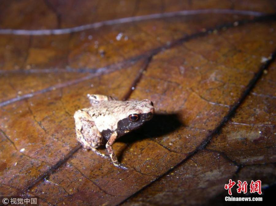 One of the world\'s smallest frogs has been discovered in Madagascar recently, and it is given the name Mini mum. (Photo/VCG)