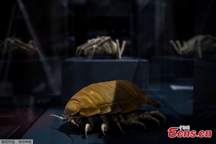 A giant isopod crustacean is displayed for the \'Ocean\' exhibition at the National Museum of Natural History (Museum d\'Histoire Naturelle) in Paris, March 29, 2019. (Photo/Agencies)