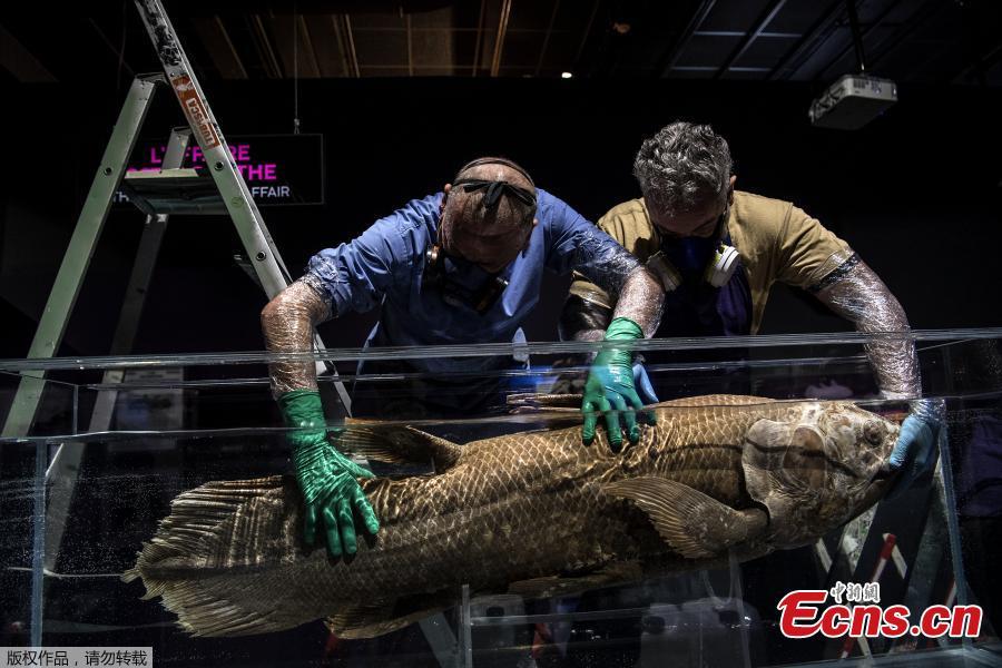 Taxidermists install a coelacanth in a formol-filled tank for the \'Ocean\' exhibition ahead of its opening at the National Museum of Natural History (Museum d\'Histoire Naturelle) in Paris, March 29, 2019. (Photo/Agencies)