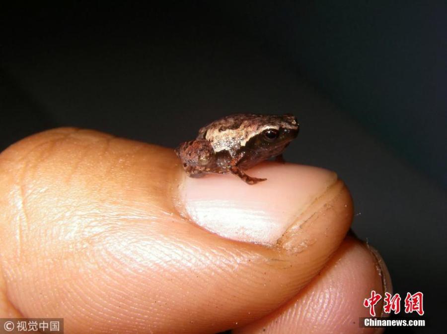 One of the world\'s smallest frogs has been discovered in Madagascar recently, and it is given the name Mini mum. (Photo/VCG)

The new species of miniature frogs was spotted on an African island coast. An adult male Mini mum can fit on a fingernail with spare room.

Mini mum, Mini ature and Mini scule are three tiny frog species described in a new study published in the Journal PLoS ONE last week.