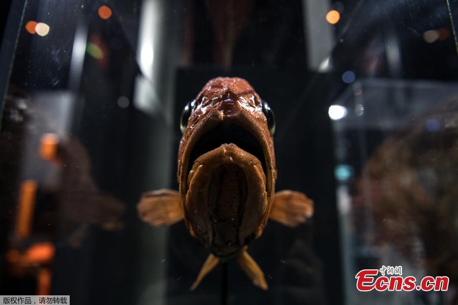 An Emperor fish is displayed for the \'Ocean\' exhibition at the National Museum of Natural History (Museum d\'Histoire Naturelle) in Paris, March 29, 2019.  (Photo/Agencies)