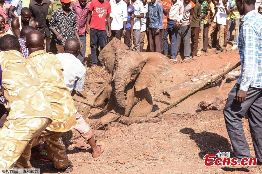 People look on as a young elephant, one of three, is rescued out of the deep mud on the shores of the seasonal Lake Kapnarok, situated at the base of the Kerio valley, part of the Kenyan Rift Valley\'s ecosystem in Baringo County, on April 1, 2019. The three pachyderms ventured deep into the drying lake bed in an effort to reach the receding waters and ended up mired taking scores of villagers and a Kenya Wildlife Services (KWS) team six-hours to free the land giants. (Photo/Agencies)