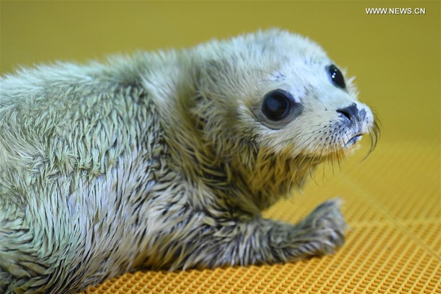 A new-born seal pup rests at Harbin Polarland in Harbin, northeast China\'s Heilongjiang Province, on April 2, 2019. It\'s the first seal pup born at Harbin Polarland in the Chinese Lunar New Year. (Xinhua/Wang Jianwei)