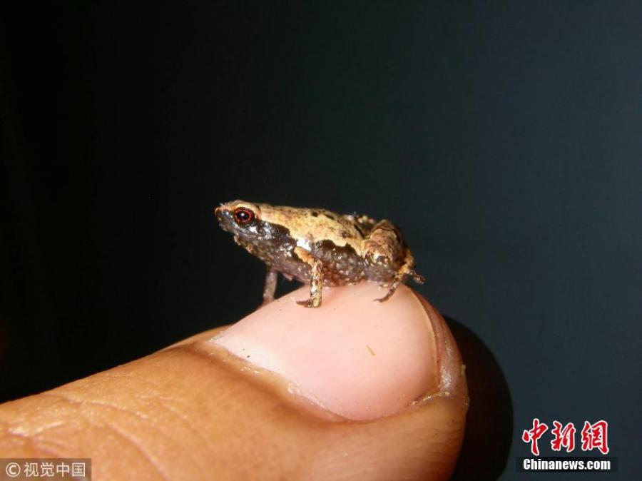 One of the world\'s smallest frogs has been discovered in Madagascar recently, and it is given the name Mini mum. (Photo/VCG)