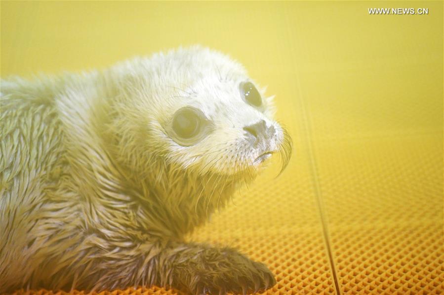 A new-born seal pup rests at Harbin Polarland in Harbin, northeast China\'s Heilongjiang Province, on April 2, 2019. It\'s the first seal pup born at Harbin Polarland in the Chinese Lunar New Year. (Xinhua/Wang Jianwei)