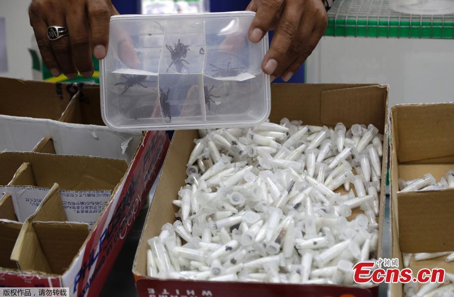 An officer from the Philippine Department of Environment and Natural Resources (DENR) shows confiscated containers carrying venomous tarantulas in Quezon City, the Philippines, April 3, 2019. Customs officials in the Philippines have seized a total of 757 live venomous tarantulas at Manila\'s international airport, the Bureau of Customs (BOC) said on Tuesday. The BOC said customs officers seized the hairy spiders from Poland on Monday. The tarantulas, classified as endangered wildlife species, were turned over to the DENR. (Photo/Agencies)