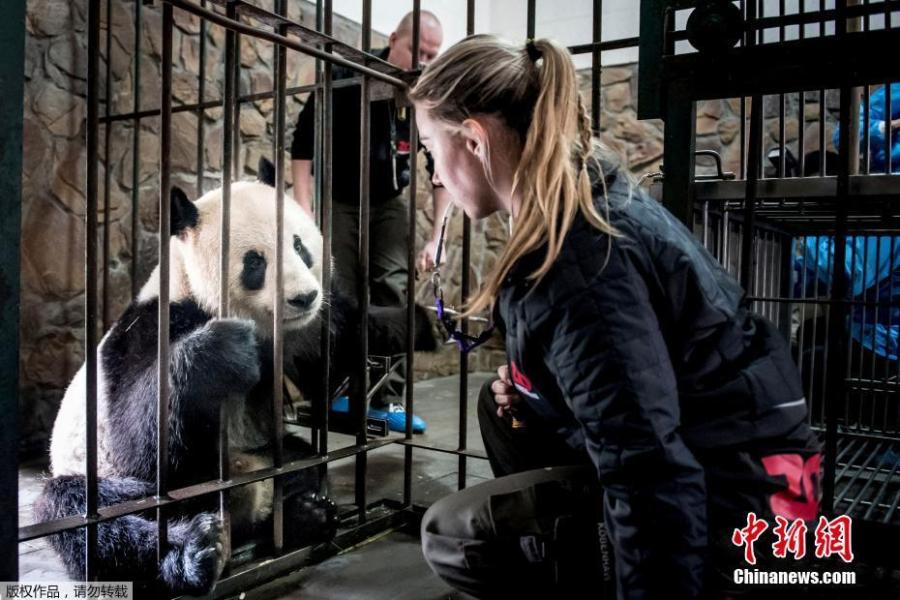 Danish zookeeper Pernille Goerup Andersen interacts with giant panda Xing Er at the Chengdu Research Base of Giant Panda Breeding in Chengdu City, Sichuan Province, April 3, 2019. Two giant pandas, Xing Er and Mao Er, will be transported to Copenhagen Zoo in Denmark from Chengdu on April 7. Denmark will be the ninth country in Europe to host pandas. (Photo/Agencies)