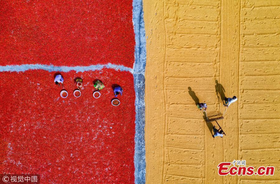 <?php echo strip_tags(addslashes(An aerial view of workers as they process and dry red chili peppers under the sun in Upazila, Bangladesh. (Photo/VCG))) ?>