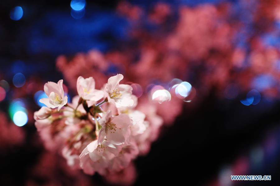 <?php echo strip_tags(addslashes(Photo taken on April 3, 2019 shows the cherry blossom on bank of Meguro river, in Tokyo, Japan. (Xinhua/Du Xiaoyi))) ?>