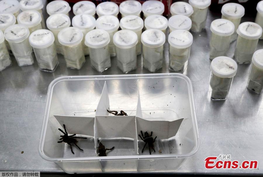 Photo taken on April 3, 2019 shows confiscated venomous tarantulas in Quezon City, the Philippines. Customs officials in the Philippines have seized a total of 757 live venomous tarantulas at Manila\'s international airport, the Bureau of Customs (BOC) said on Tuesday. The BOC said customs officers seized the hairy spiders from Poland on Monday. The tarantulas, classified as endangered wildlife species, were turned over to the DENR.   (Photo/Agencies)