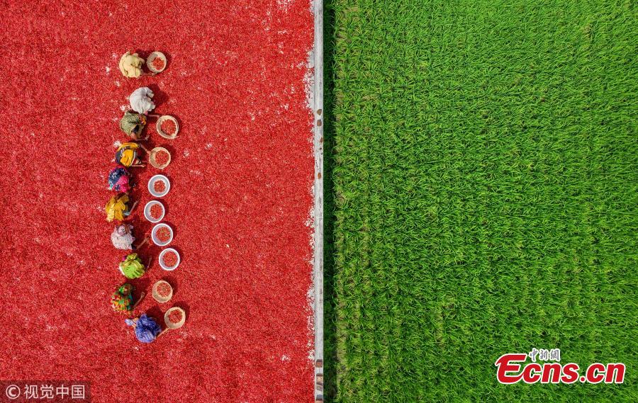 <?php echo strip_tags(addslashes(An aerial view of workers as they process and dry red chili peppers under the sun in Upazila, Bangladesh. (Photo/VCG))) ?>