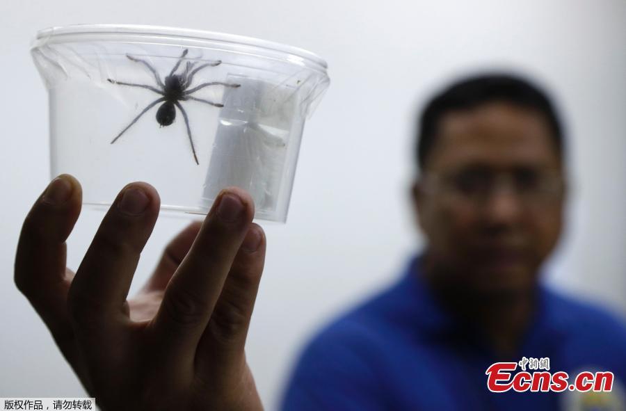Photo taken on April 3, 2019 shows a confiscated venomous tarantula in Quezon City, the Philippines. Customs officials in the Philippines have seized a total of 757 live venomous tarantulas at Manila\'s international airport, the Bureau of Customs (BOC) said on Tuesday. The BOC said customs officers seized the hairy spiders from Poland on Monday. The tarantulas, classified as endangered wildlife species, were turned over to the DENR.  (Photo/Agencies)