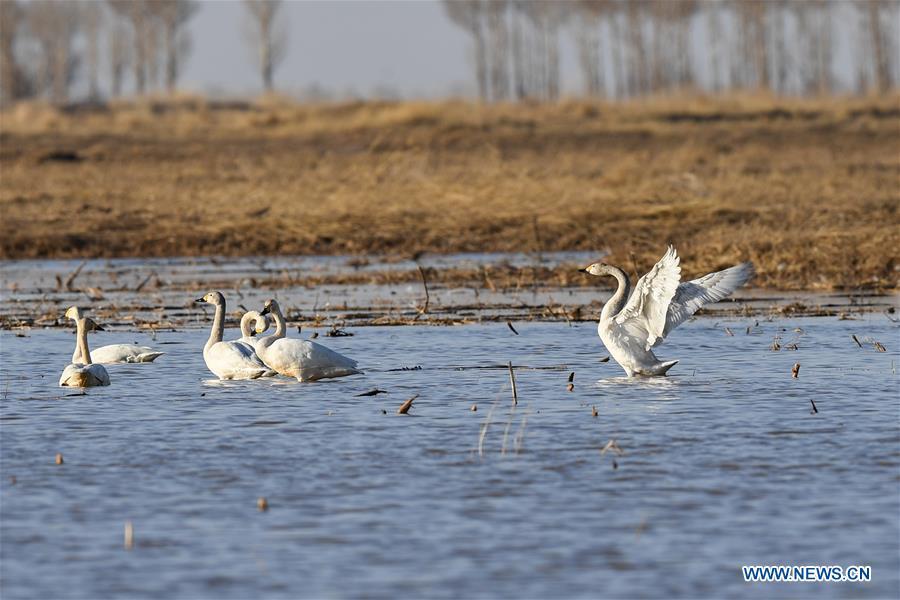 <?php echo strip_tags(addslashes(Swans are seen at a shoal of the Yellow River in Hangjin Banner, north China's Inner Mongolia Autonomous Region on April 2, 2019. (Xinhua/Liu Lei))) ?>
