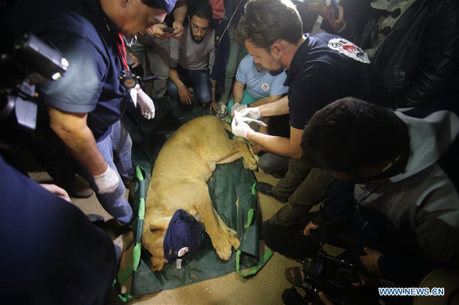 A lion is anesthetized in order to be transported from a zoo in the southern Gaza Strip City of Rafah, on April 6, 2019. International animal welfare organization FOUR PAWS planned to evacuate over 40 animals from a zoo in Rafah. (Xinhua/Khaled Omar)