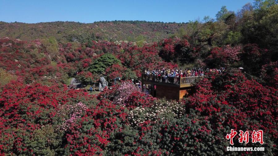 Azaleas in bloom adorn a scenic spot in Bijie City, Southwest China\'s Guizhou Province, as viewed from above on April 7, 2019. Extending for approximately 50 kilometres, the scenic spot encompasses the largest area of natural azaleas in China, with 23 varieties of the plant. (Photo: China News Service/Qu Honglun)