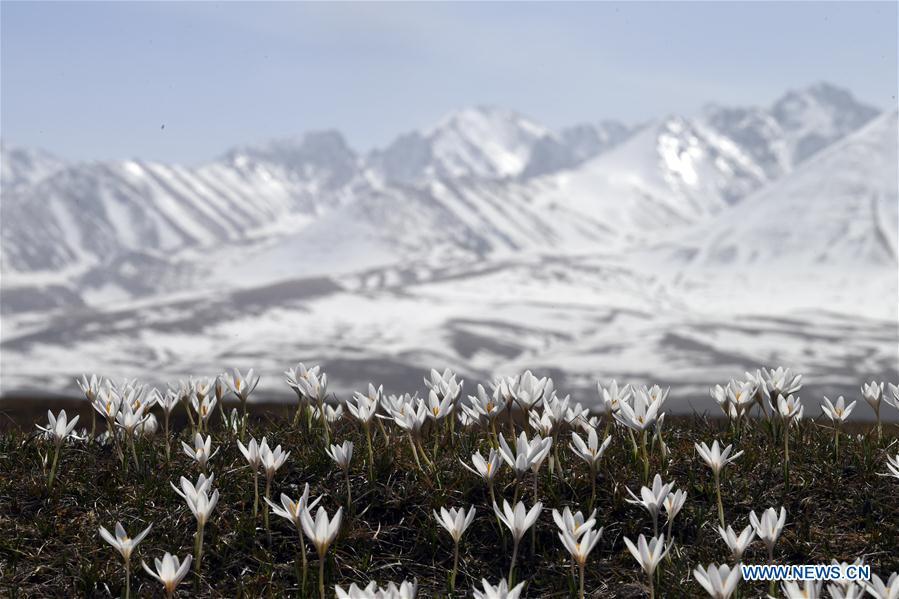 Photo taken on April 4, 2019 shows wild lily flowers at the Narat scenic spot in Xinyuan County, northwest China\'s Xinjiang Uygur Autonomous Region. (Xinhua/Sadat)