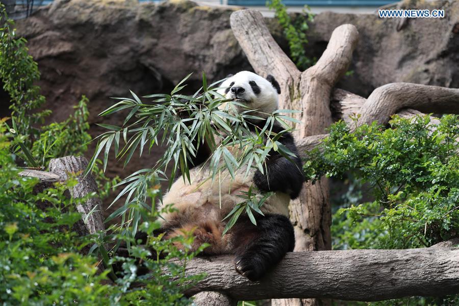 Twenty-seven-year-old female giant panda Bai Yun eats bamboo in San Diego Zoo in San Diego, the United States, April 6, 2019. The San Diego Zoo in the U.S. state of California held a special ceremony on Saturday to kick off a three-week farewell event for two giant pandas. Twenty-seven-year-old female giant panda Bai Yun and her son, six-year-old Xiao Liwu, will leave the zoo in late April and be sent back to China, as the zoo\'s conservation loan agreement with China has ended. (Xinhua/Li Ying)