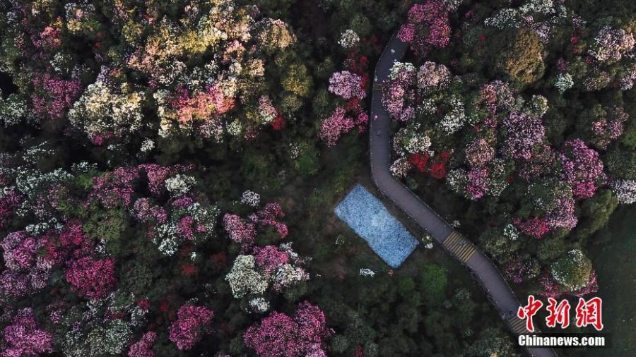 Azaleas in bloom adorn a scenic spot in Bijie City, Southwest China\'s Guizhou Province, as viewed from above on April 7, 2019. Extending for approximately 50 kilometres, the scenic spot encompasses the largest area of natural azaleas in China, with 23 varieties of the plant. (Photo: China News Service/Qu Honglun)