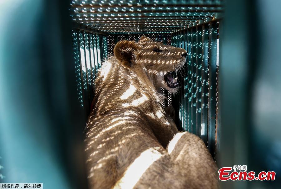 A sedated lioness is pictured in a cage at a zoo in Rafah in the southern Gaza Strip, during the evacuation by members of the international animal welfare charity \'Four Paws\' of animals from the Palestinian enclave to relocate to sanctuaries in Jordan, on April 7, 2019. Forty animals including five lions are to be rescued from squalid conditions in the Gaza Strip, an animal welfare group said. (Photo/VCG)