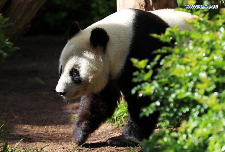 Twenty-seven-year-old female giant panda Bai Yun walks in San Diego Zoo in San Diego, the United States, April 6, 2019. The San Diego Zoo in the U.S. state of California held a special ceremony on Saturday to kick off a three-week farewell event for two giant pandas. Twenty-seven-year-old female giant panda Bai Yun and her son, six-year-old Xiao Liwu, will leave the zoo in late April and be sent back to China, as the zoo\'s conservation loan agreement with China has ended. (Xinhua/Li Ying)