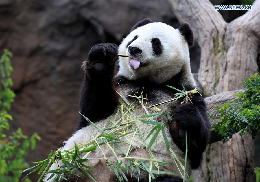 Twenty-seven-year-old female giant panda Bai Yun eats bamboo in San Diego Zoo in San Diego, the United States, April 6, 2019. The San Diego Zoo in the U.S. state of California held a special ceremony on Saturday to kick off a three-week farewell event for two giant pandas. Twenty-seven-year-old female giant panda Bai Yun and her son, six-year-old Xiao Liwu, will leave the zoo in late April and be sent back to China, as the zoo\'s conservation loan agreement with China has ended. (Xinhua/Li Ying)