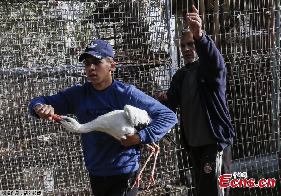 A Palestinian worker carries a Heron (Egretta Intermedia) at a zoo in Rafah in the southern Gaza Strip, during the evacuation by members of the international animal welfare charity \'Four Paws\' of animals from the Palestinian enclave to relocate to sanctuaries in Jordan, on April 7, 2019. Forty animals including five lions are to be rescued from squalid conditions in the Gaza Strip, an animal welfare group said. (Photo/VCG)