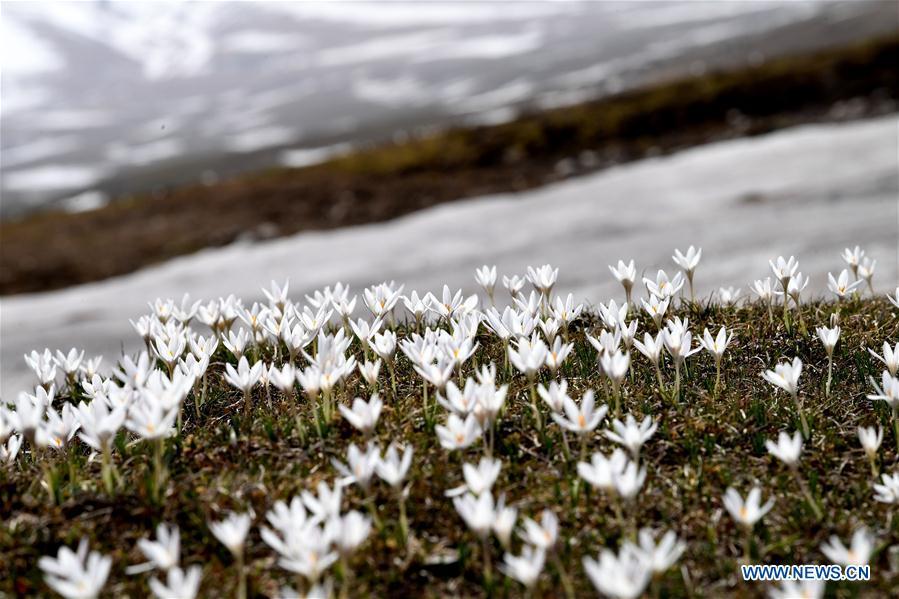 Photo taken on April 4, 2019 shows wild lily flowers at the Narat scenic spot in Xinyuan County, northwest China\'s Xinjiang Uygur Autonomous Region. (Xinhua/Sadat)