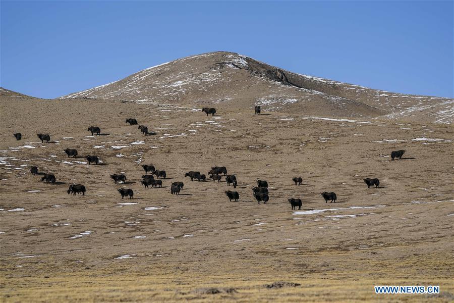 Photo taken on March 30, 2019 shows a herd of wild yaks in the Altun Mountains National Nature Reserve in northwest China\'s Xinjiang Uygur Autonomous Region. Altun Mountain National Nature Reserve saw the number of three rare wild animals reach around 100,000, according to local researchers. The population of wild yak, Tibetan antelope and wild ass is recovering to the level of recorded data in the 1980s when the reserve was first set up, the results of the latest scientific investigation showed. The reserve suspended all mining activities within its 46,800-square-km parameter in 2018 in an effort to restore its environment. (Xinhua/Hu Huhu)