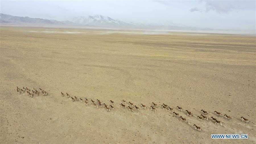 Aerial photo taken on March 31, 2019 shows a herd of kiangs running in the Altun Mountains National Nature Reserve in northwest China\'s Xinjiang Uygur Autonomous Region. Altun Mountain National Nature Reserve saw the number of three rare wild animals reach around 100,000, according to local researchers. The population of wild yak, Tibetan antelope and wild ass is recovering to the level of recorded data in the 1980s when the reserve was first set up, the results of the latest scientific investigation showed. The reserve suspended all mining activities within its 46,800-square-km parameter in 2018 in an effort to restore its environment. (Xinhua/Hu Huhu)