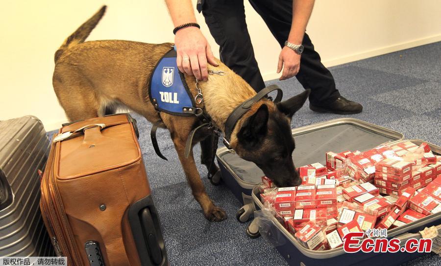 A sniffer dog is pictured during the annual media conference of the main customs office at the airport in Frankfurt am Main, western Germany, on April 8, 2019.  (Photo/Agencies)