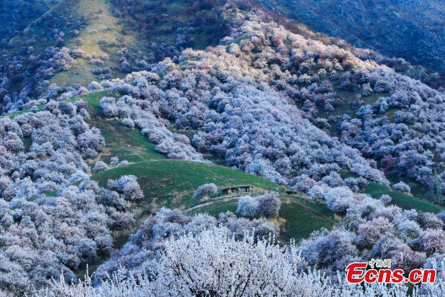 Photo taken on April 5, 2019 shows the Peach Blossom Valley in Tuergen Township, Xinyuan County, Northwest China\'s Xinjiang Uygur Autonomous Region. The valley has an area of 30,000 mu (2,000 hectares) of  peach trees, drawing tourist and photographers in mid-April when they burst into bloom. (Photo: China News Service/Zhong Yanming)