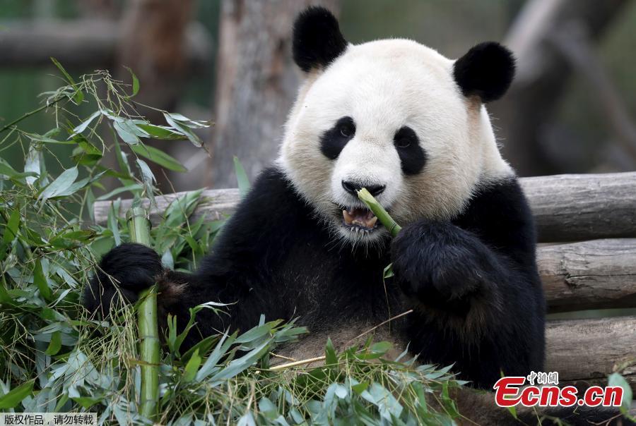 Chinese male panda bear Jiao Qing is seen in his compound at a zoo in Berlin, Germany. Giant pandas Meng Meng and Jiao Qing arrived in Berlin in 2017 from the panda breeding and research base in Chengdu, Southwest China. The panda pair will stay at the zoo, the oldest in Germany, for 15 years. (Photo/Agencies)