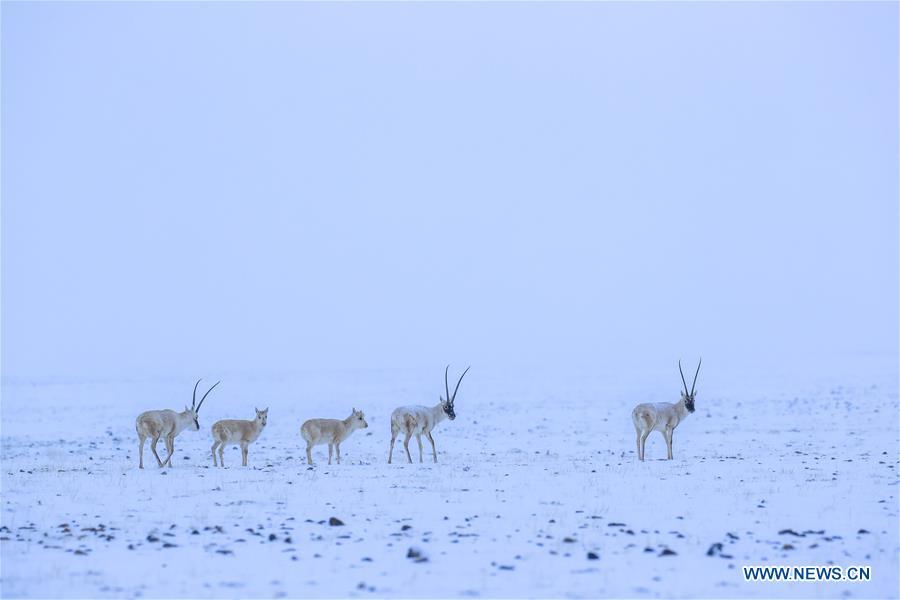 Photo taken on March 31, 2019 shows Tibetan antelopes in the Altun Mountains National Nature Reserve in northwest China\'s Xinjiang Uygur Autonomous Region. Altun Mountain National Nature Reserve saw the number of three rare wild animals reach around 100,000, according to local researchers. The population of wild yak, Tibetan antelope and wild ass is recovering to the level of recorded data in the 1980s when the reserve was first set up, the results of the latest scientific investigation showed. The reserve suspended all mining activities within its 46,800-square-km parameter in 2018 in an effort to restore its environment. (Xinhua/Hu Huhu)