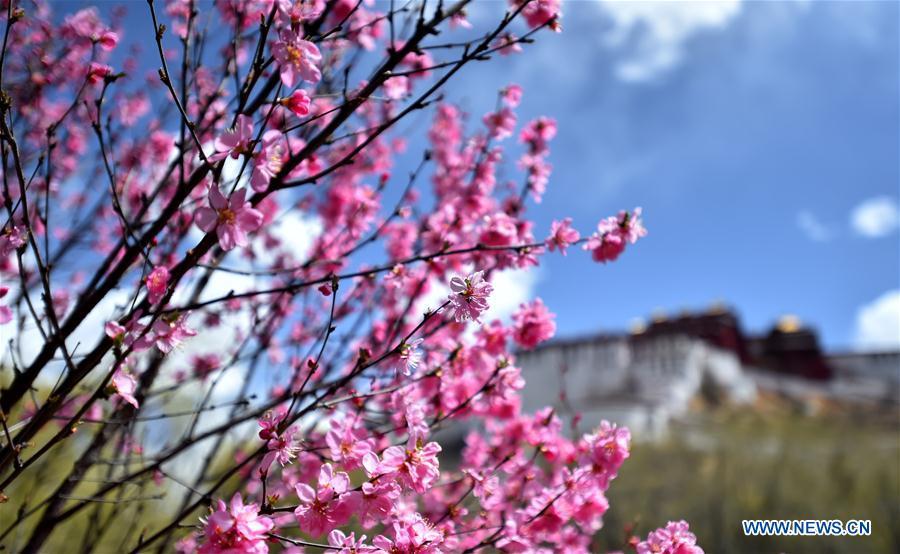 Photo taken on April 8, 2019 shows flowers near the Potala Palace in Lhasa, capital city of southwest China\'s Tibet Autonomous Region. (Xinhua/Chogo)