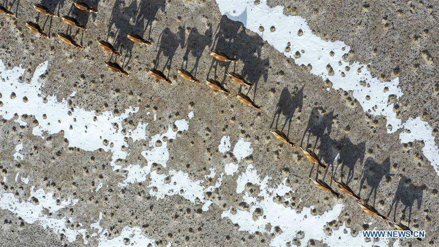 Aerial photo taken on April 2, 2019 shows a herd of kiangs in the Altun Mountains National Nature Reserve in northwest China\'s Xinjiang Uygur Autonomous Region. Altun Mountain National Nature Reserve saw the number of three rare wild animals reach around 100,000, according to local researchers. The population of wild yak, Tibetan antelope and wild ass is recovering to the level of recorded data in the 1980s when the reserve was first set up, the results of the latest scientific investigation showed. The reserve suspended all mining activities within its 46,800-square-km parameter in 2018 in an effort to restore its environment. (Xinhua/Hu Huhu)