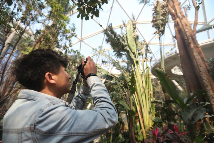 A botanist checks tropical plants at the Botany Pavilion at the end of last month ahead of the International Horticultural Exhibition 2019, which opens to the public on April 29 in Beijing. (Photo by Gan Nan/For CHINA DAILY)
Botany Pavilion

The Botany Pavilion strives to showcase the horticultural diversity and the natural behavior of the ecosystem to raise awareness of the protection of ecology and horticulture. With the concept of \'Rising Horizon,\' the pavilion is designed with inspiration from the vertical roots system of plants. It embodies the great vitality of deep-rooted plants, impressing viewers with strong visuals.