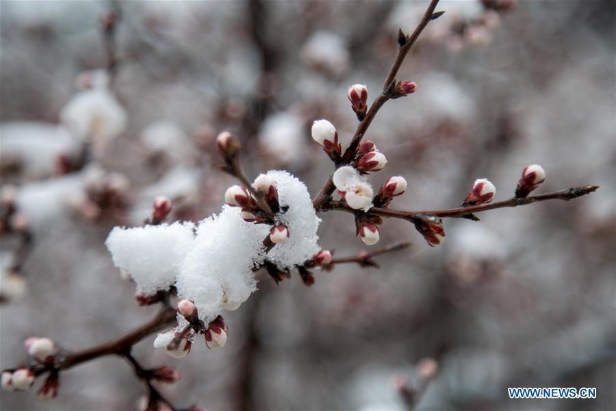 <?php echo strip_tags(addslashes(Photo taken on April 9, 2019 shows the snow-covered peach flowers at a tourist scenic spot in Mentougou District in Beijing, capital of China. (Xinhua/Hou Jiqing))) ?>