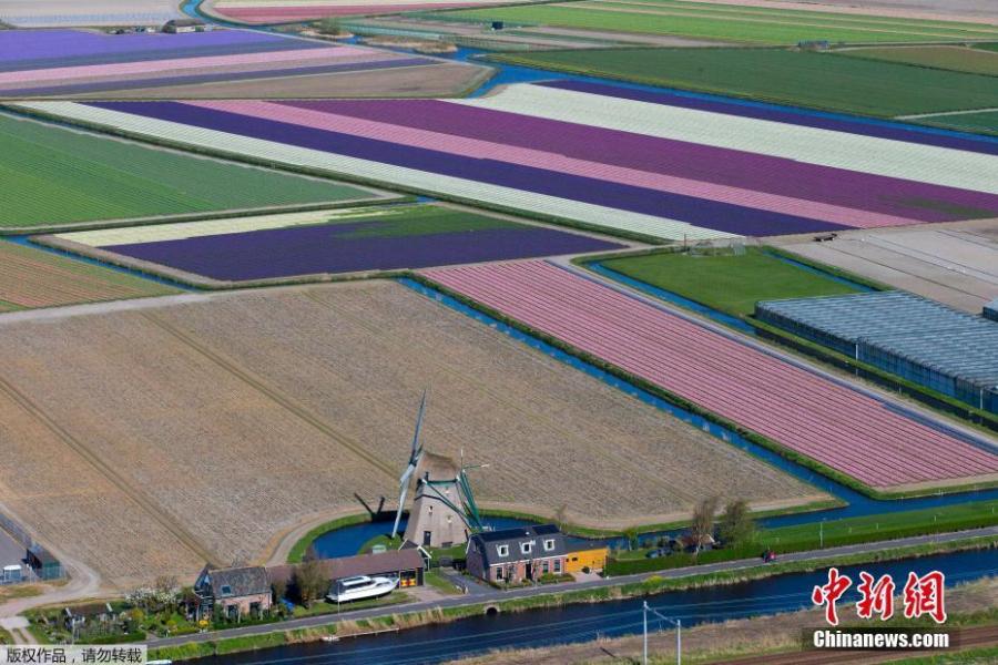 Photo shows the aerial view of flower fields in Lisse, Netherlands, April 10, 2019.  (Photo/Agencies)