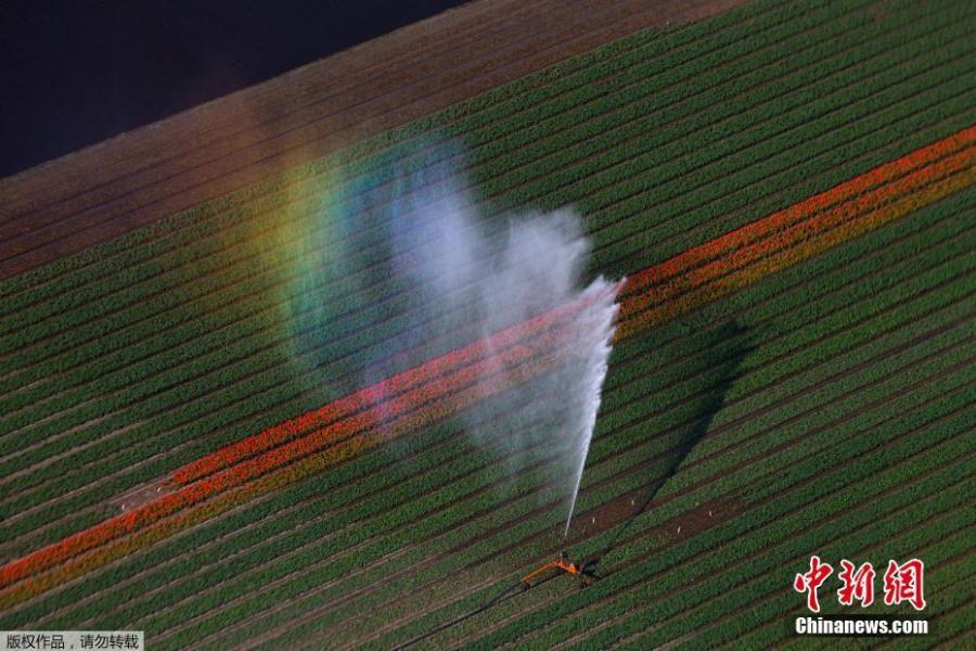 Photo shows the aerial view of flower fields in Lisse, Netherlands, April 10, 2019.  (Photo/Agencies)