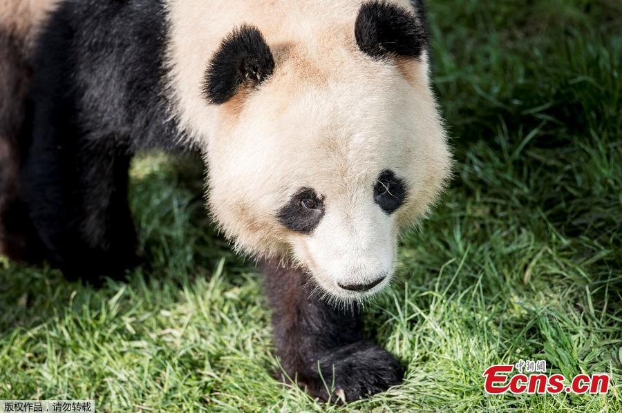 Photo taken on April 10, 2019 at Copenhagen\'s zoo shows the panda named Xing Er at an enclosure during the official presentation to the press of two pandas recently arrived from China. (Photo/Agencies)