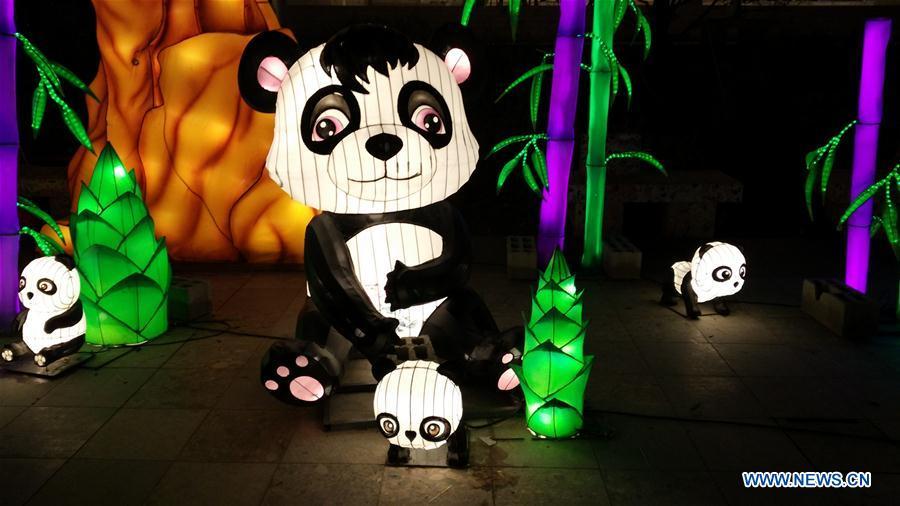 Giant panda-shaped lanterns are seen at the Chinese Lantern Festival in Tirana, capital of Albania, on Feb. 1, 2019. Albania joined the celebration of the Chinese New Year, with a ceremony marking the opening of \