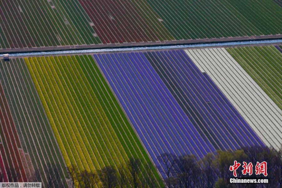 Photo shows the aerial view of flower fields in Lisse, Netherlands, April 10, 2019.  (Photo/Agencies)